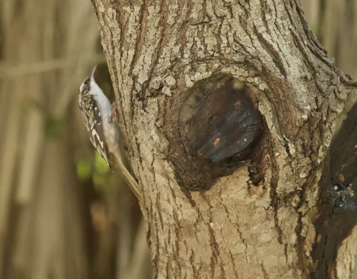 Brown Creeper - ML645120221