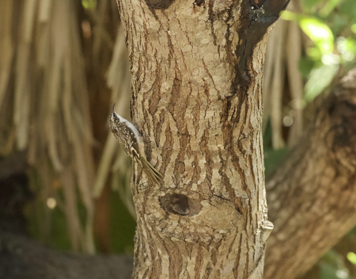 Brown Creeper - ML645120222