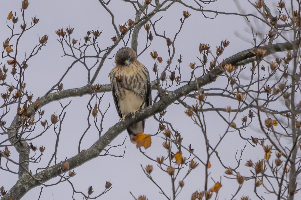 Red-tailed Hawk - ML645120225
