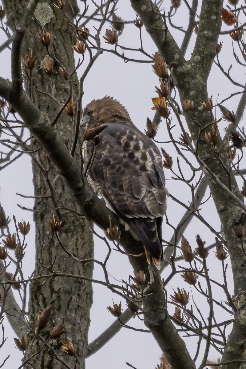 Red-tailed Hawk - ML645120226