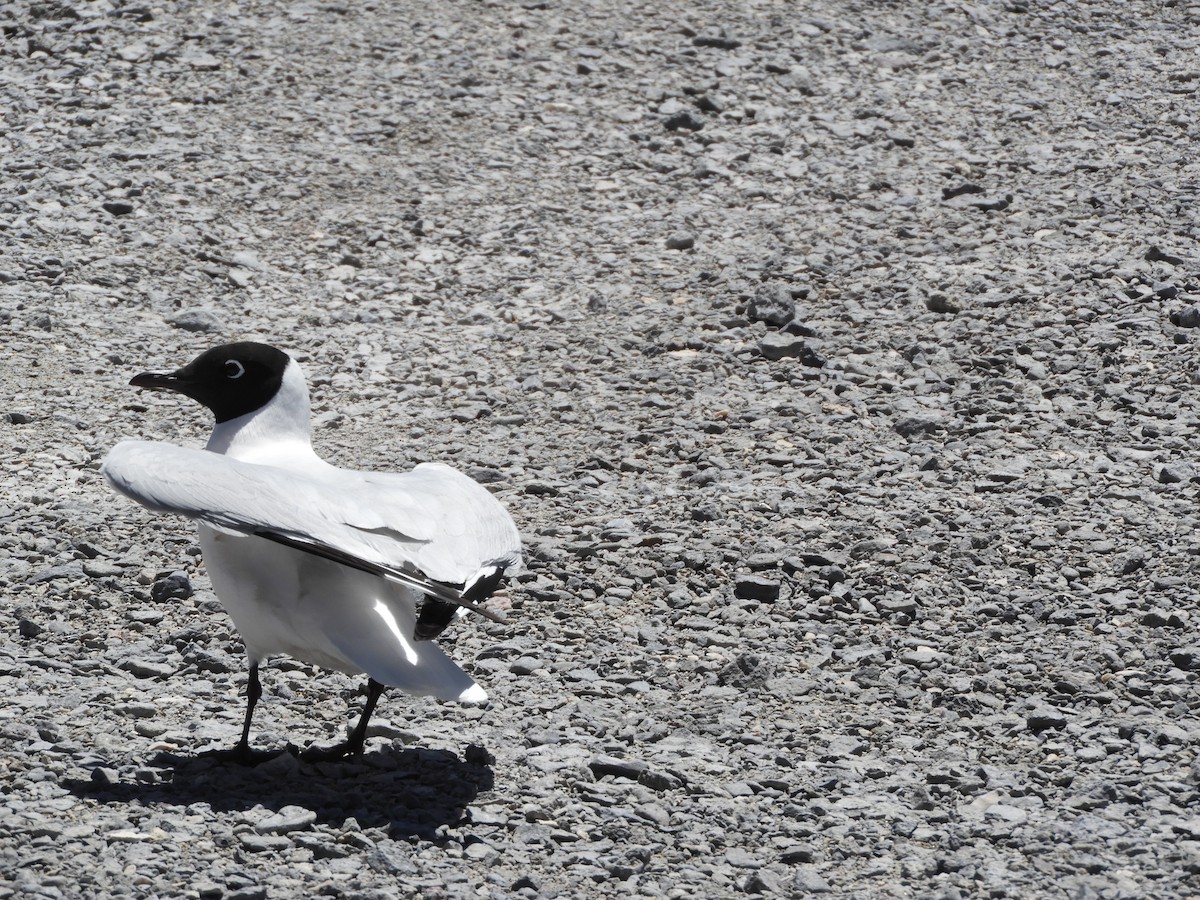 Mouette des Andes - ML645120234