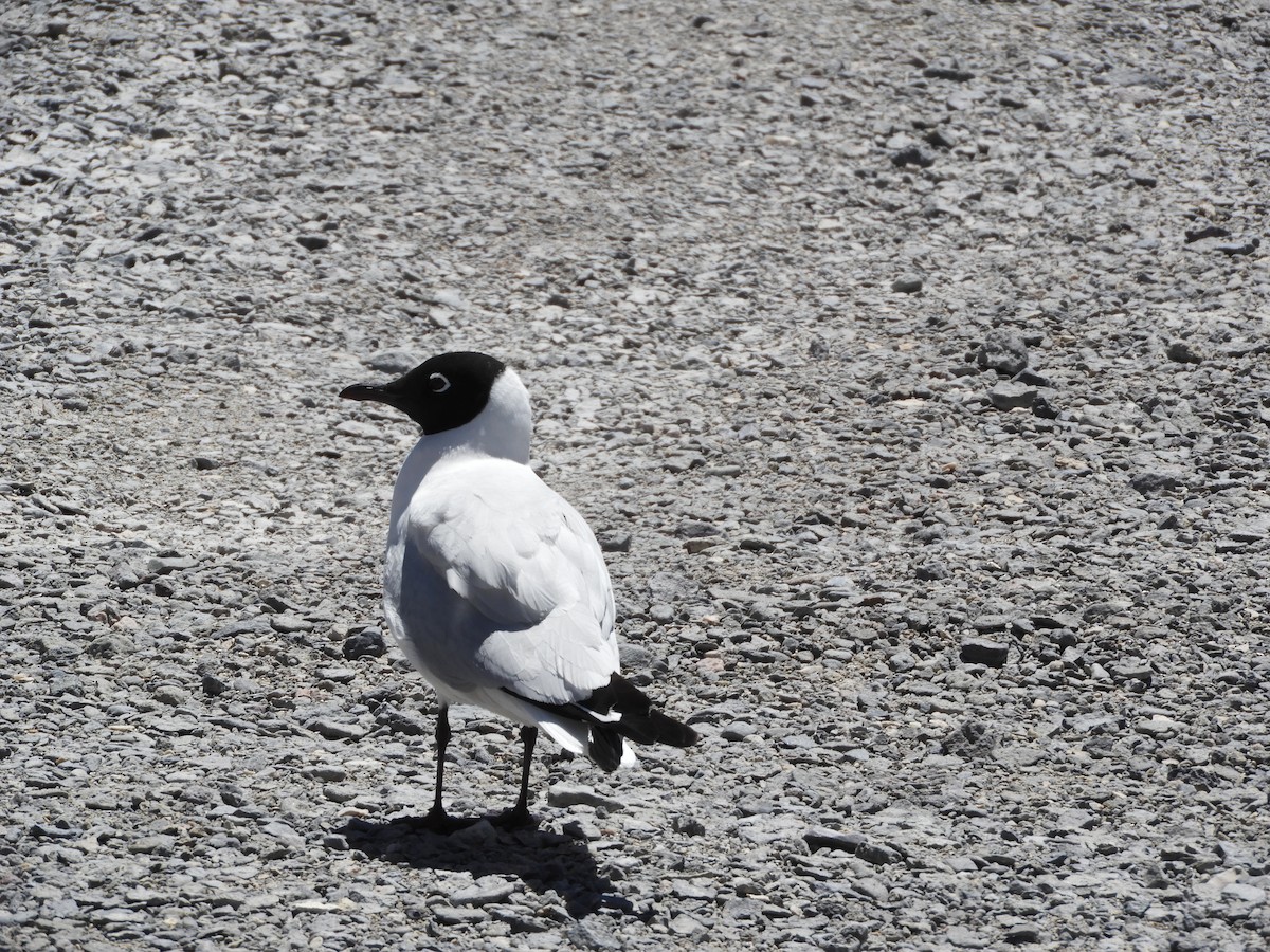 Mouette des Andes - ML645120235