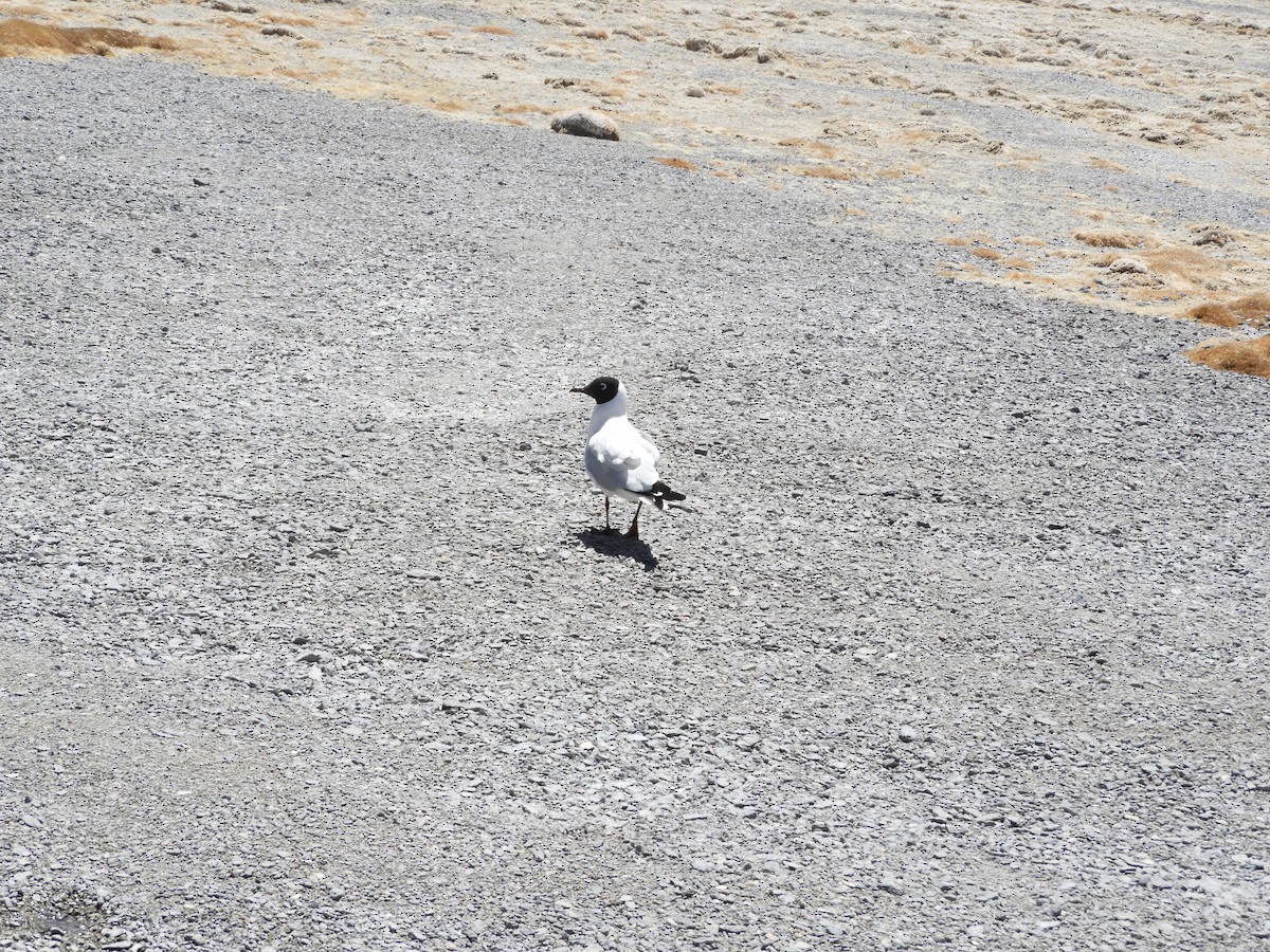 Mouette des Andes - ML645120236