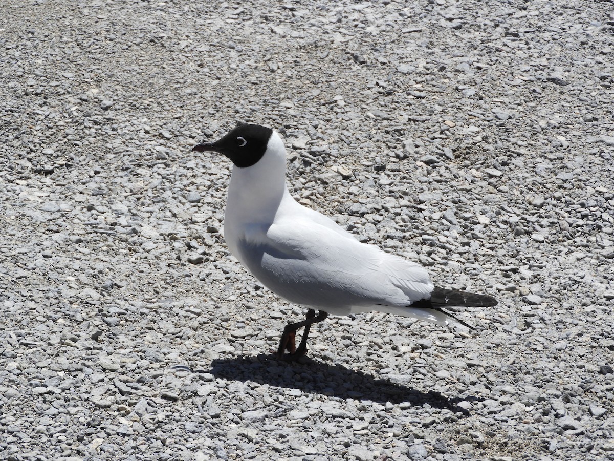 Mouette des Andes - ML645120237