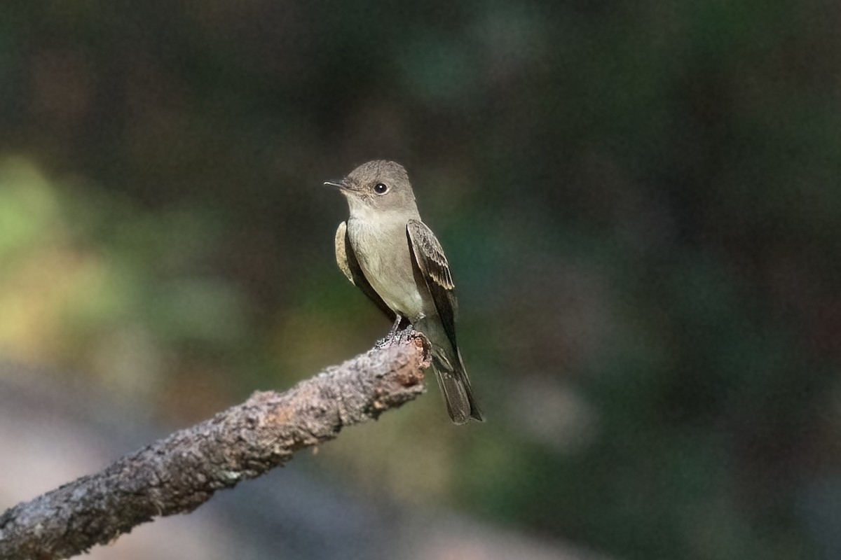 Batı Amerika Sinekkapanı [difficilis grubu] - ML645120244