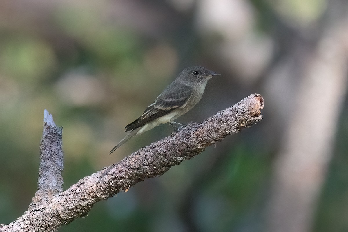 Batı Amerika Sinekkapanı [difficilis grubu] - ML645120245