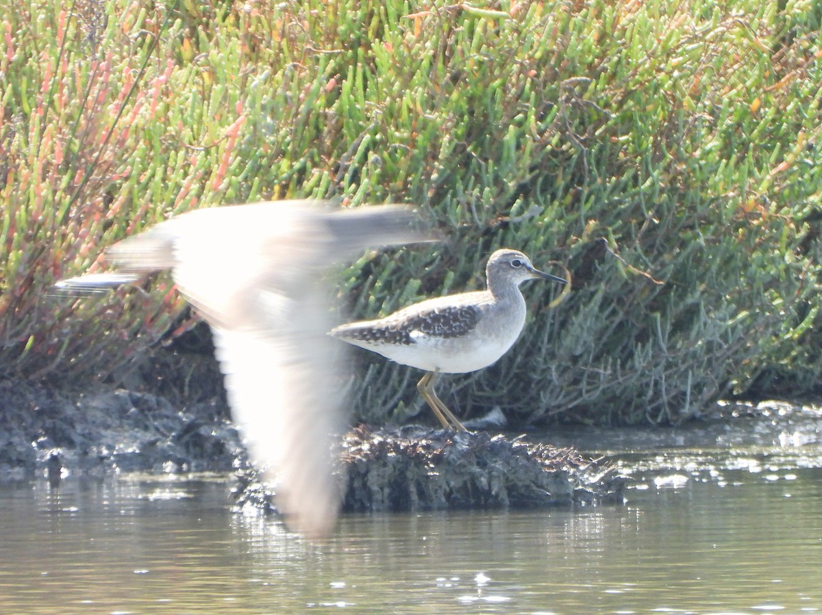 タカブシギ - ML645120251