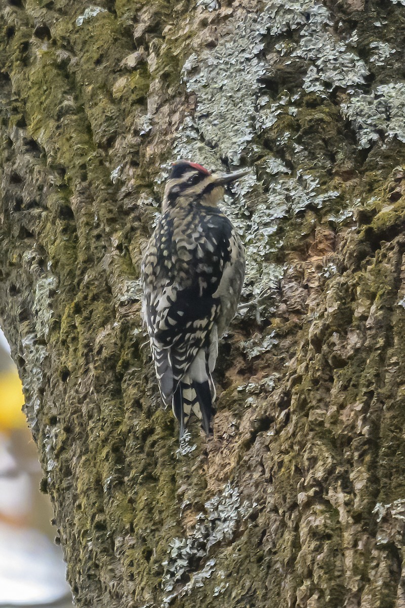 Yellow-bellied Sapsucker - ML645120256