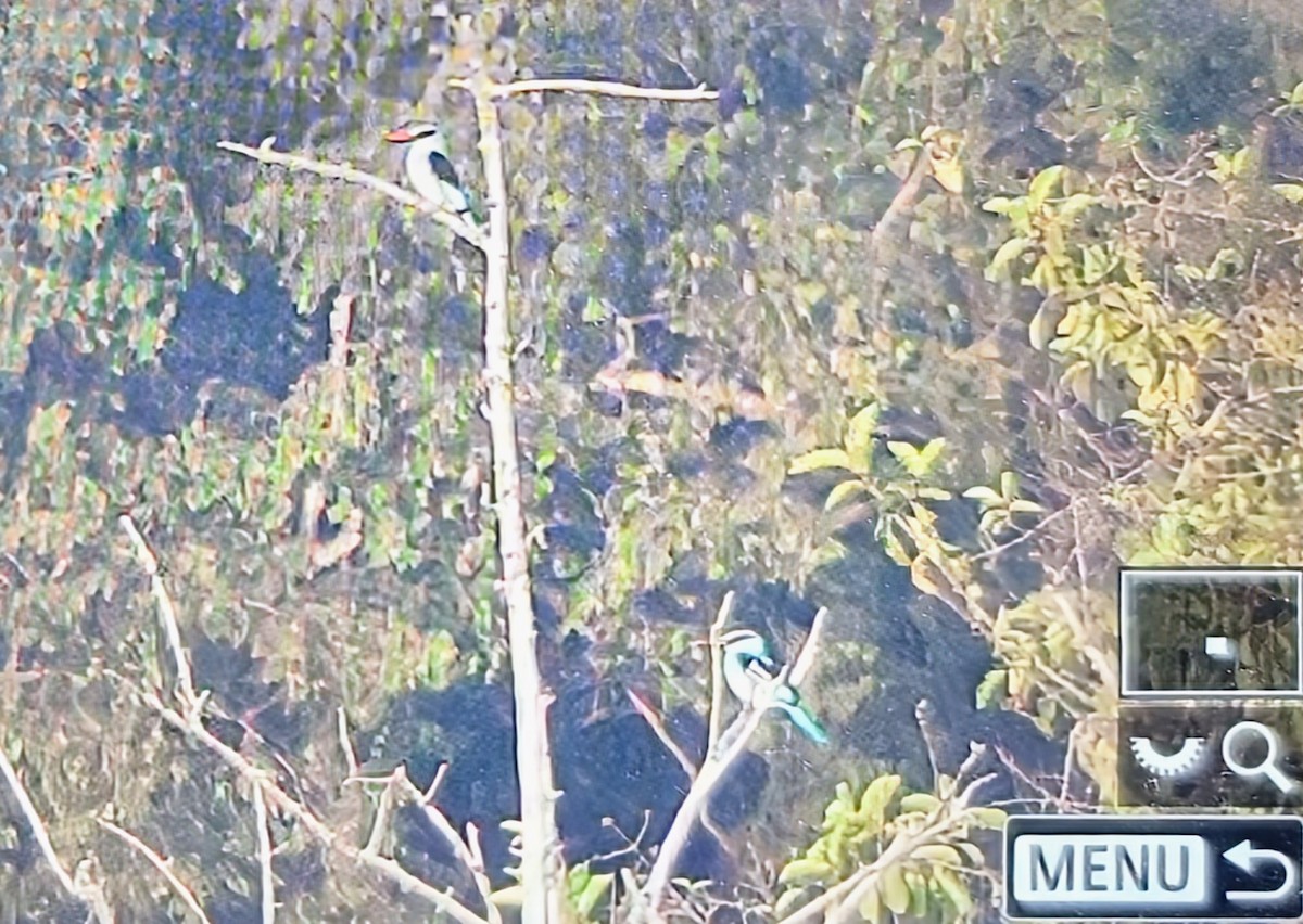 Blue-breasted Kingfisher - ML645120261