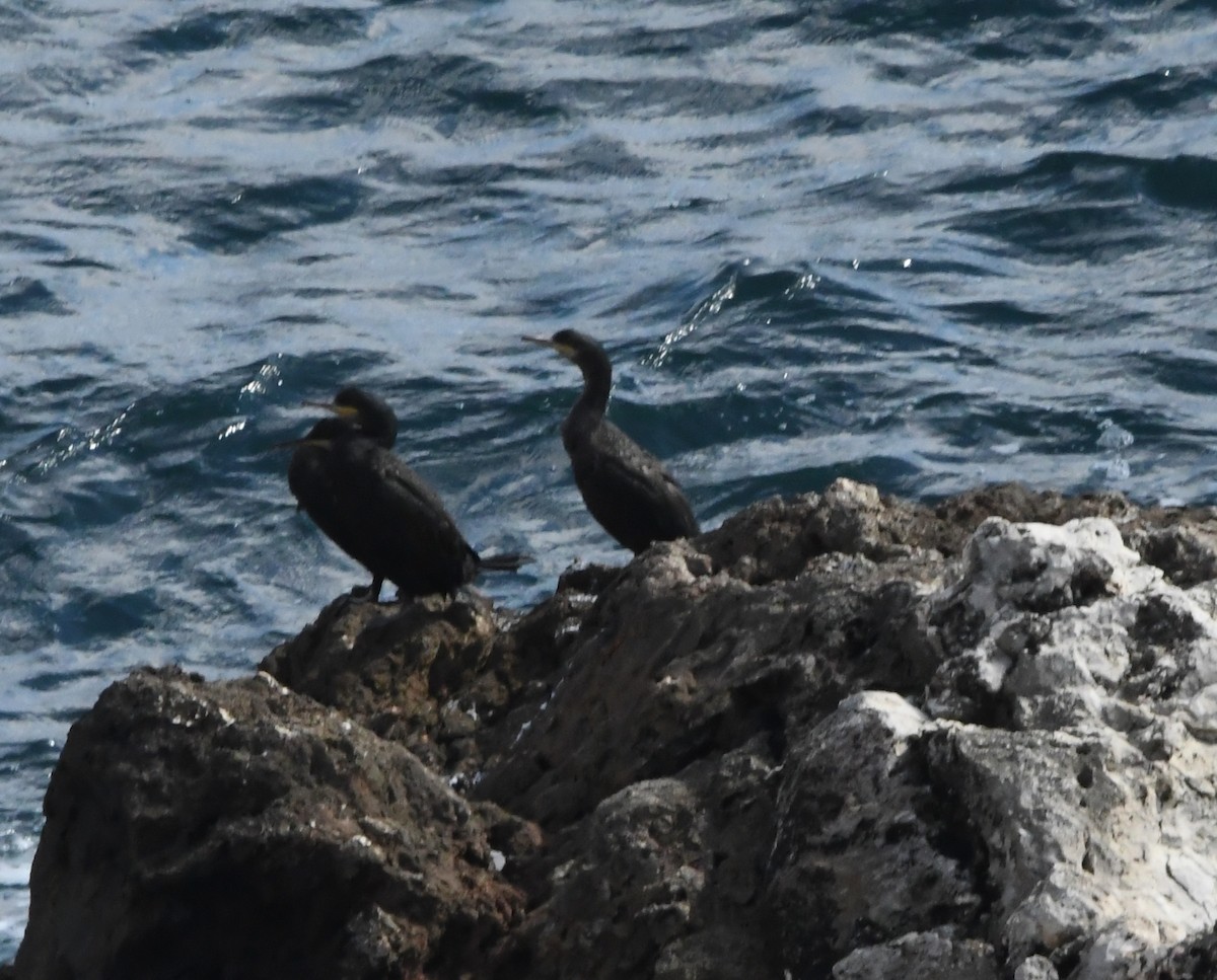 European Shag - ML645120265