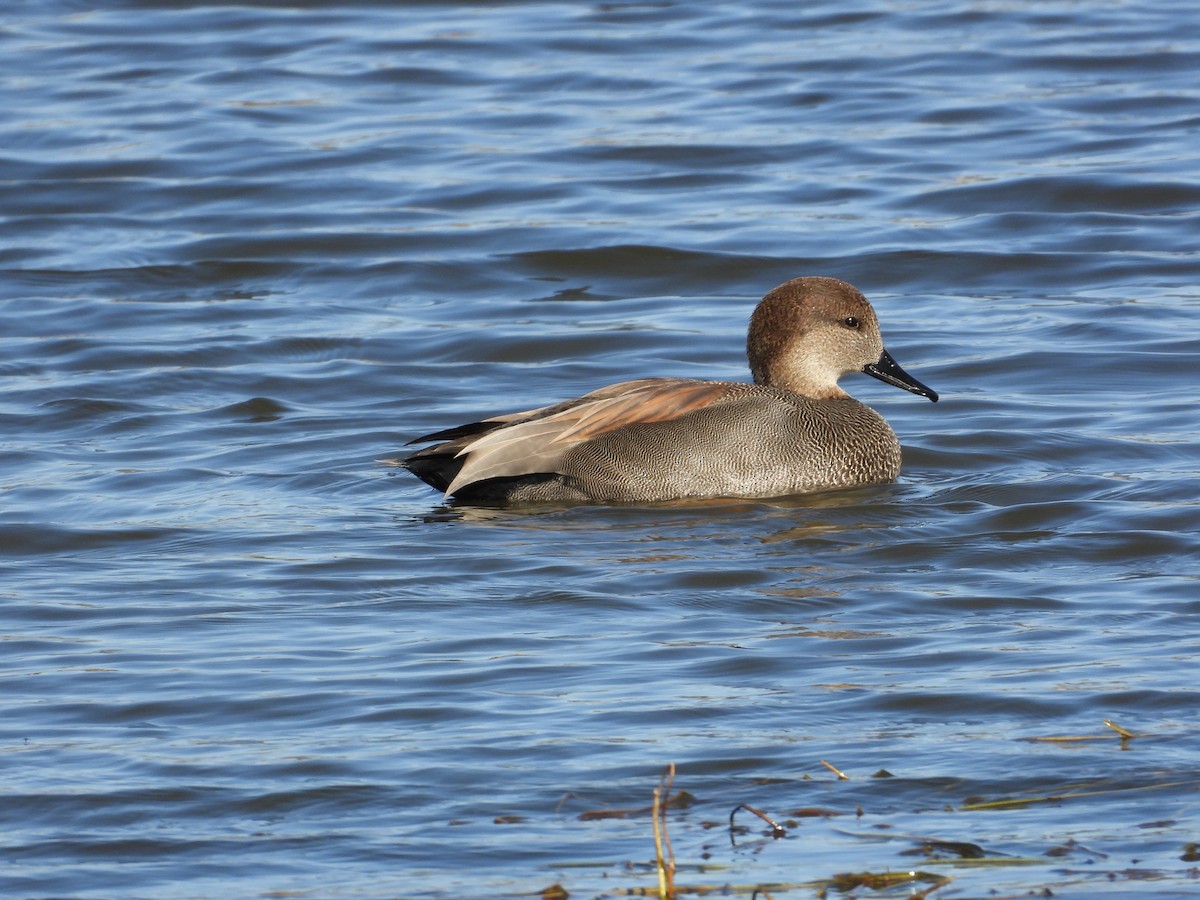 Gadwall - ML645120266