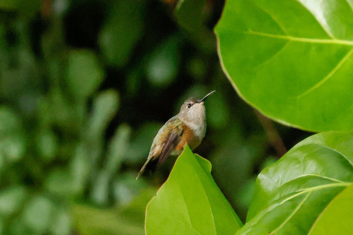 Colibri des Bahamas - ML645120268