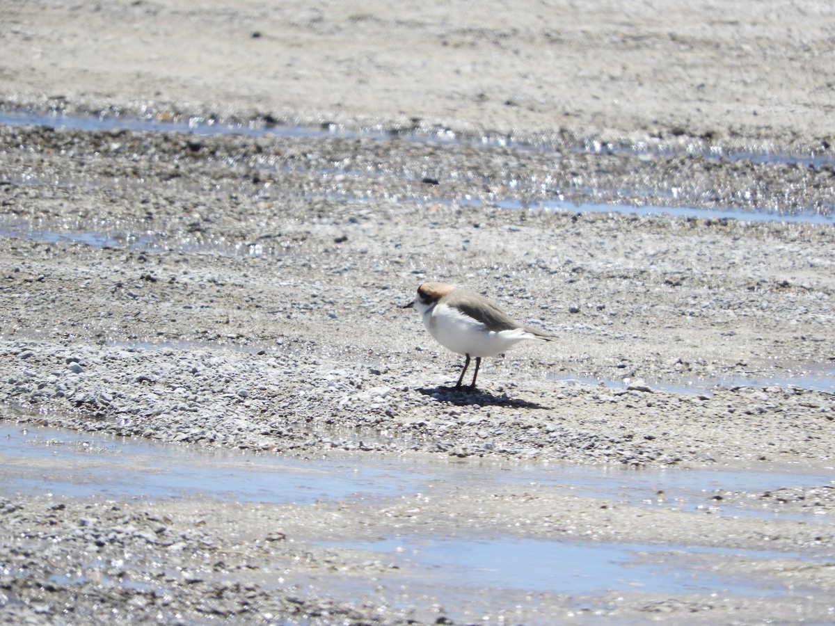 Пісочник степовий - ML645120269