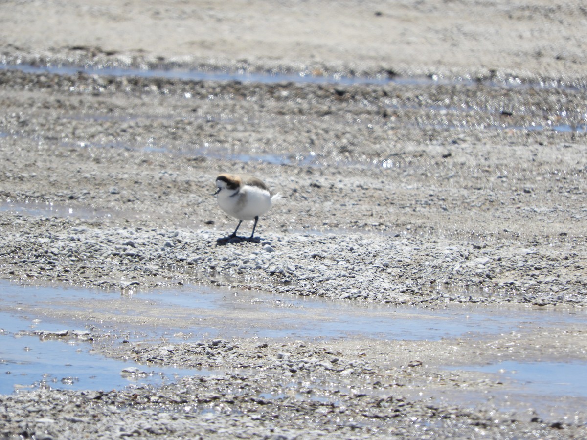 Пісочник степовий - ML645120270