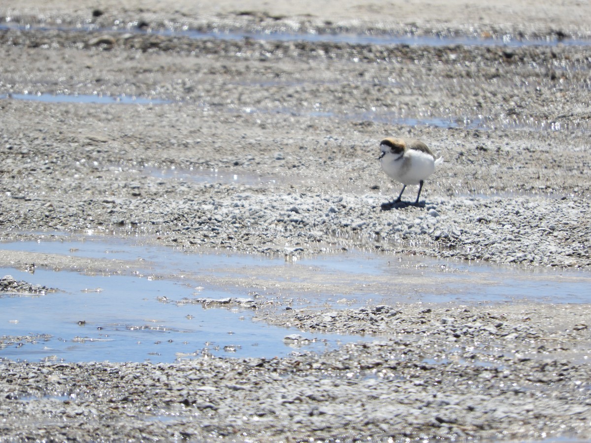 Пісочник степовий - ML645120271