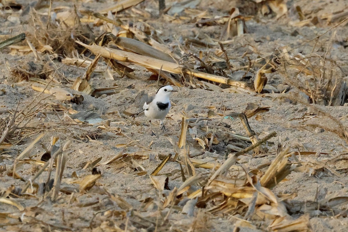 Lavandera Blanca (del Amur) - ML645120278