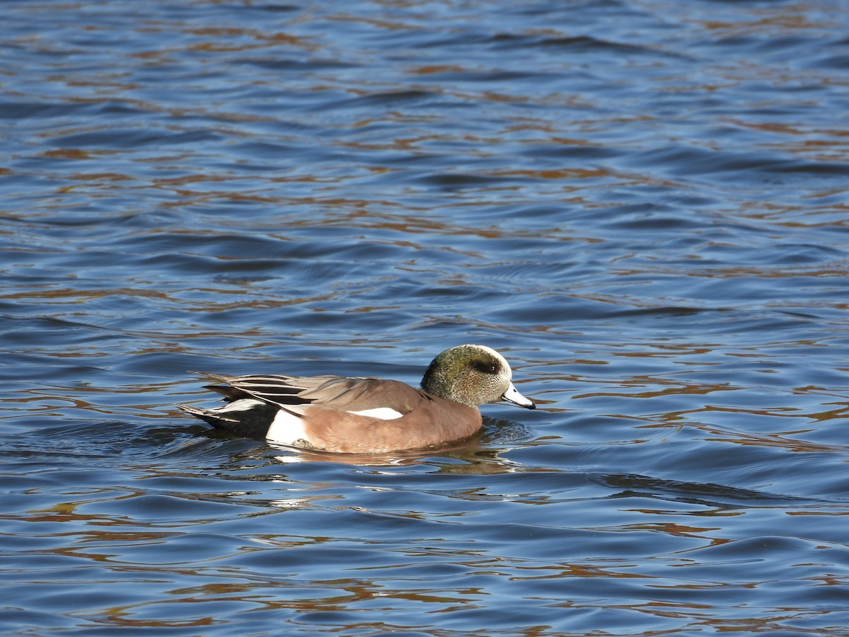 American Wigeon - ML645120279