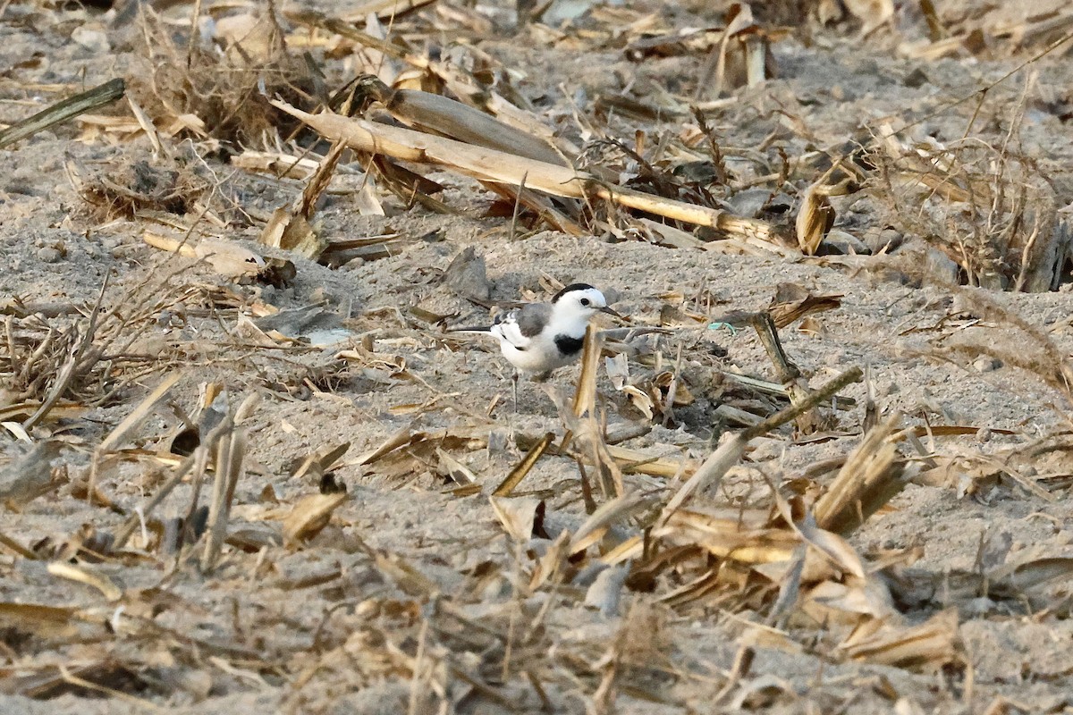 Lavandera Blanca (del Amur) - ML645120281