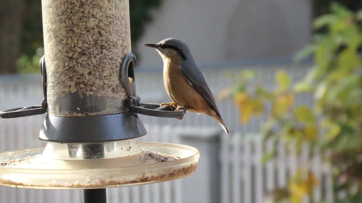 Повзик звичайний - ML645120290