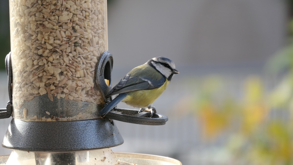 Eurasian Blue Tit - ML645120293