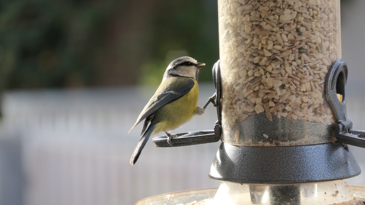 Eurasian Blue Tit - ML645120294