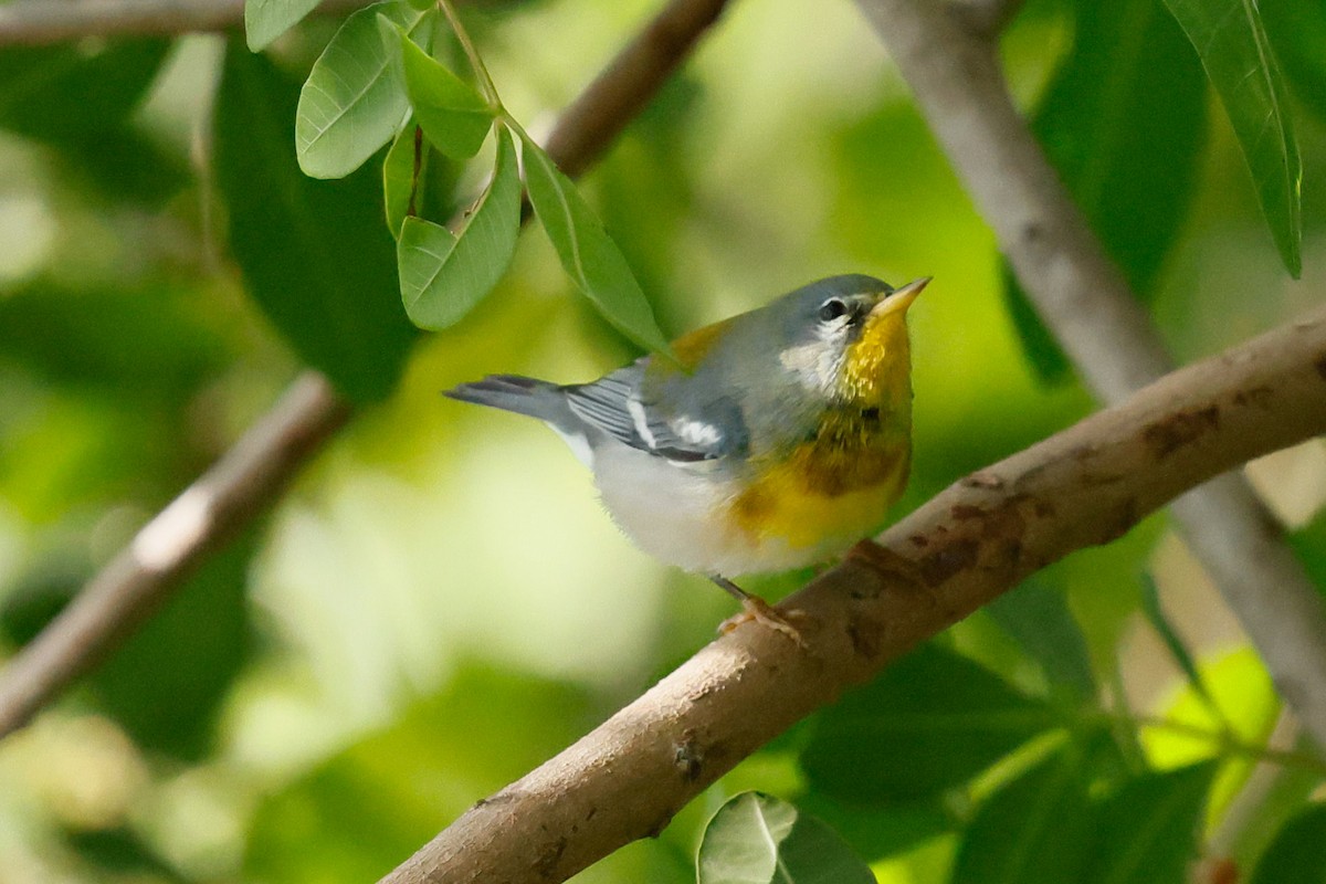 stryparula - ML645120298