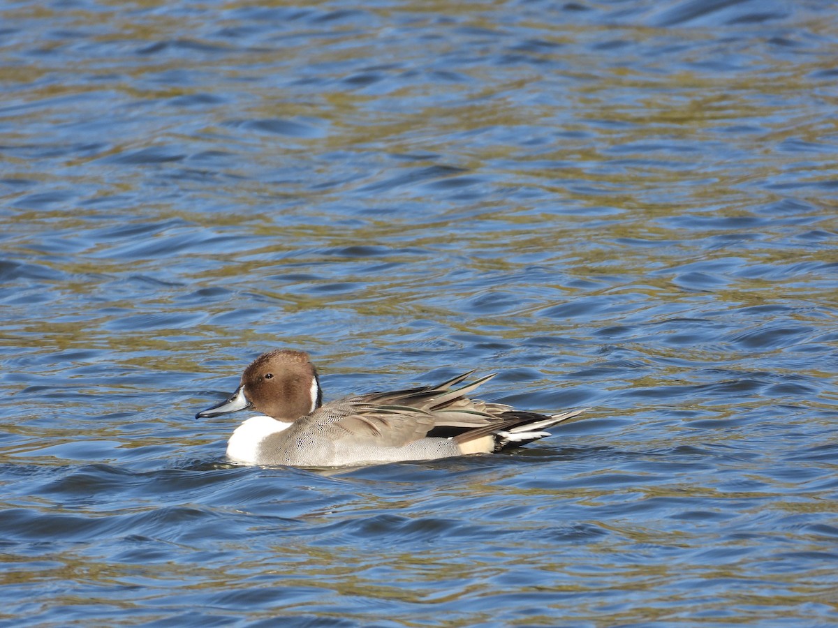 Northern Pintail - ML645120299