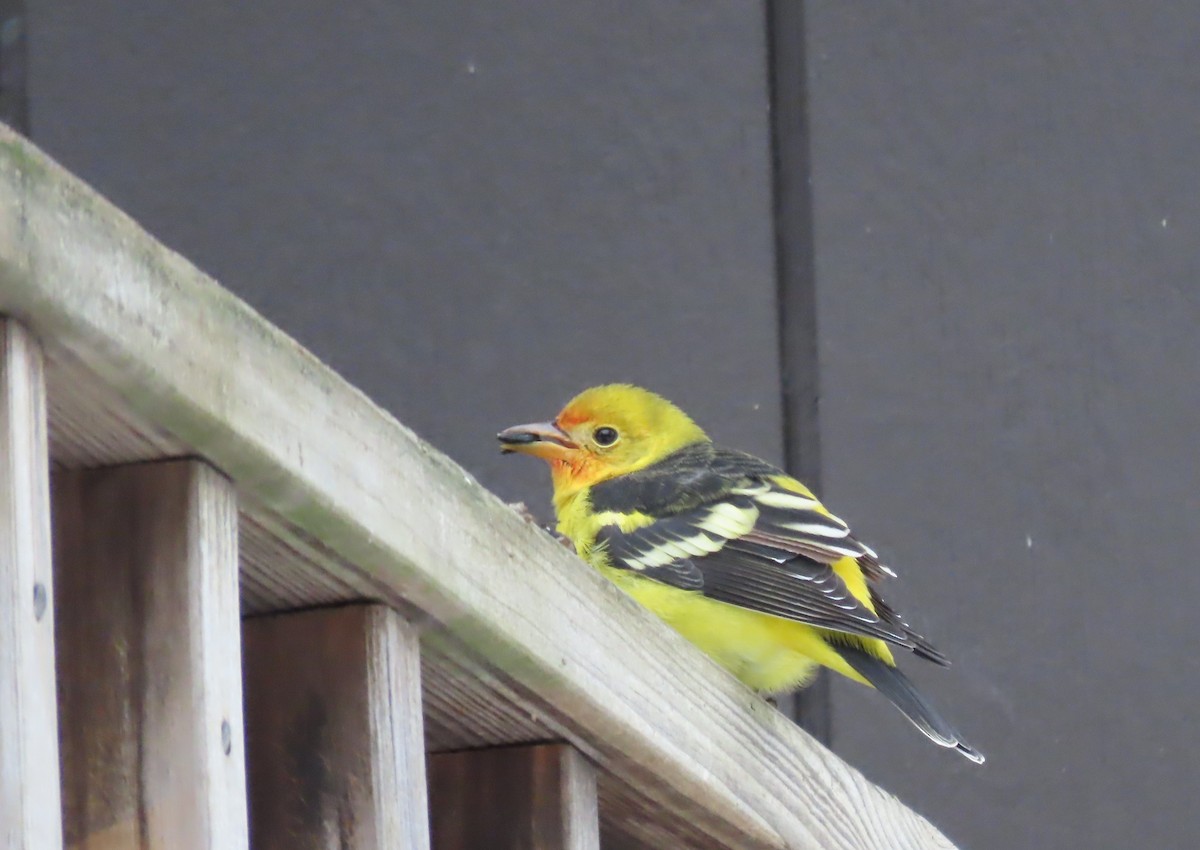 Western Tanager - ML645120311
