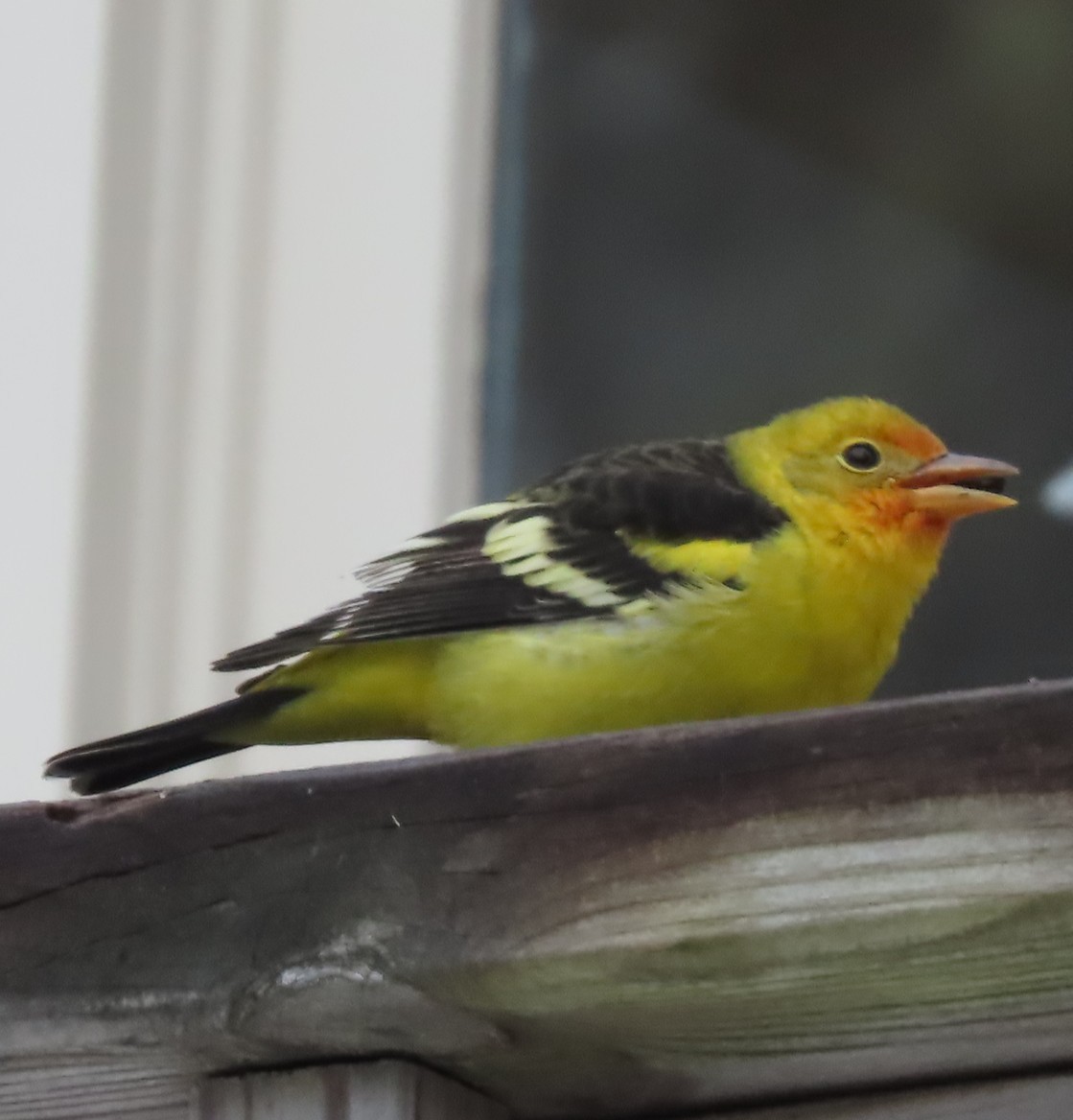 Western Tanager - ML645120312