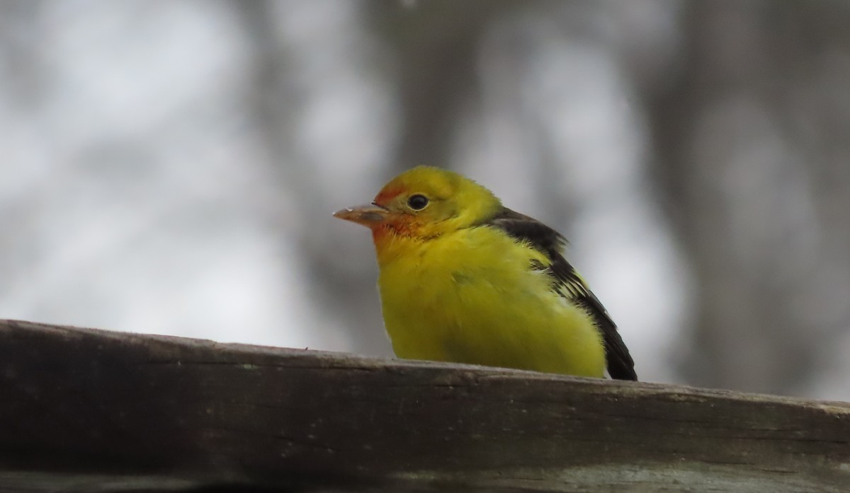Western Tanager - ML645120313