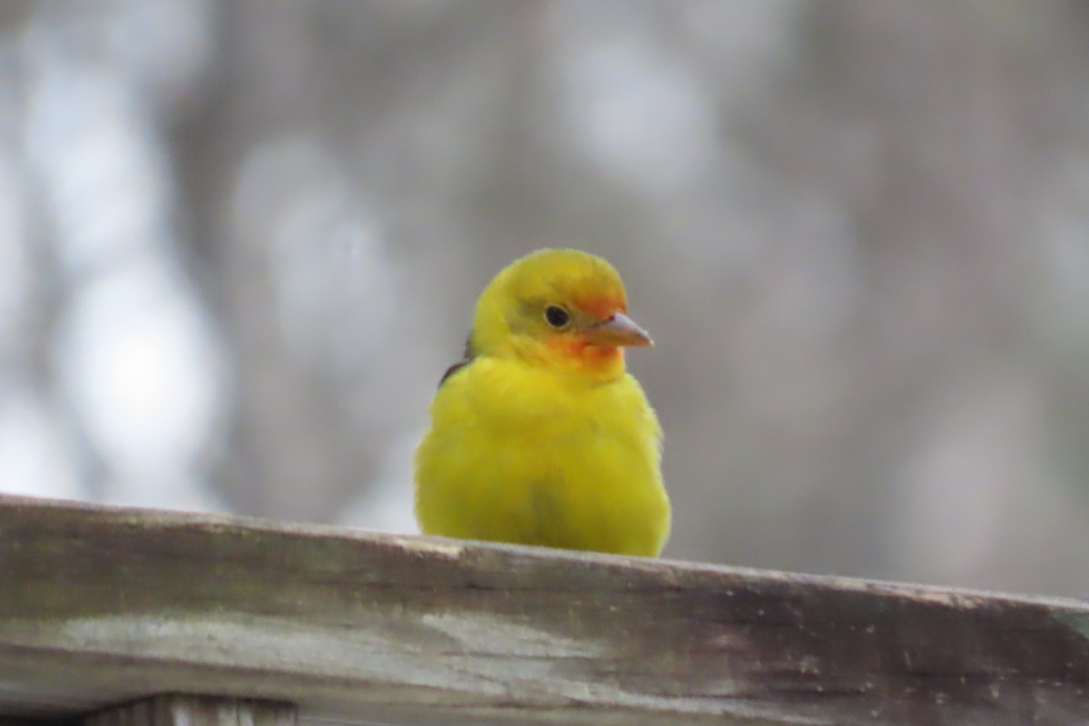 Western Tanager - ML645120314