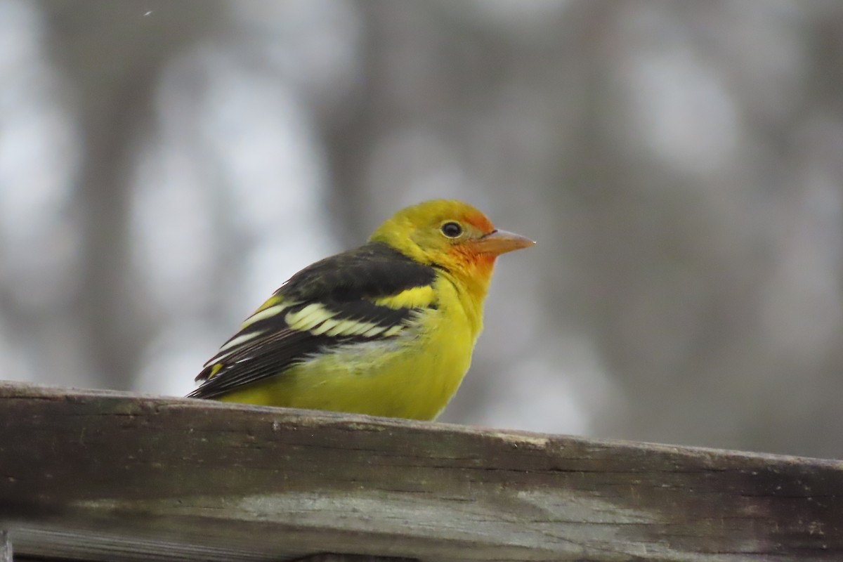 Western Tanager - ML645120315