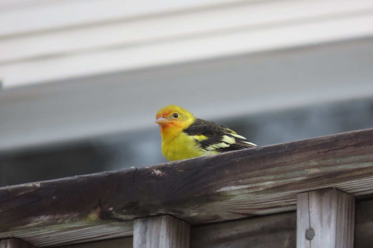 Western Tanager - ML645120316