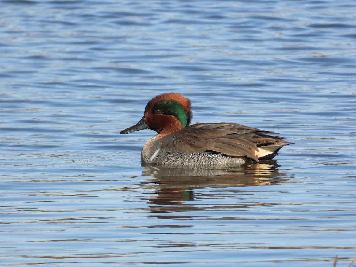 Green-winged Teal - ML645120326