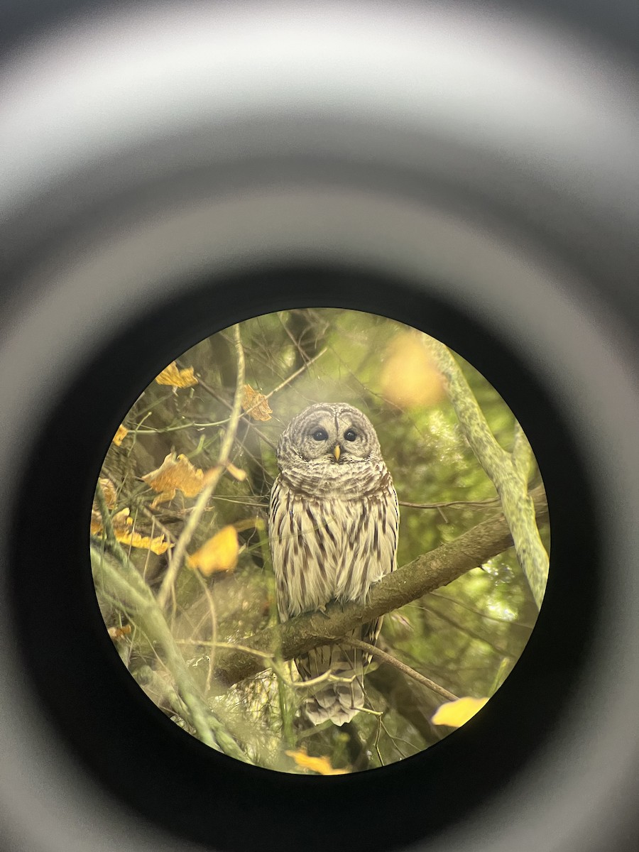 Barred Owl - ML645120331