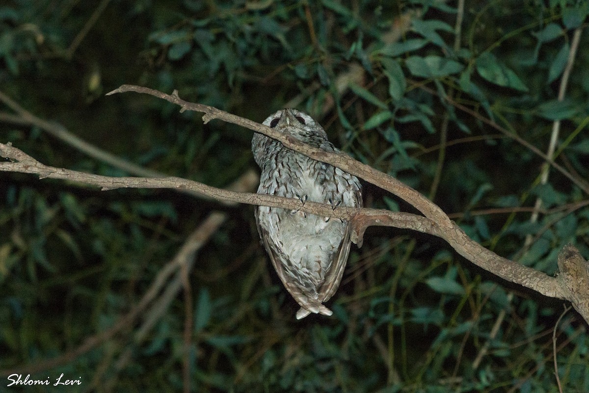 モリフクロウ - ML645120338