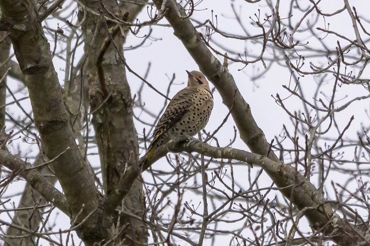 Northern Flicker - ML645120340