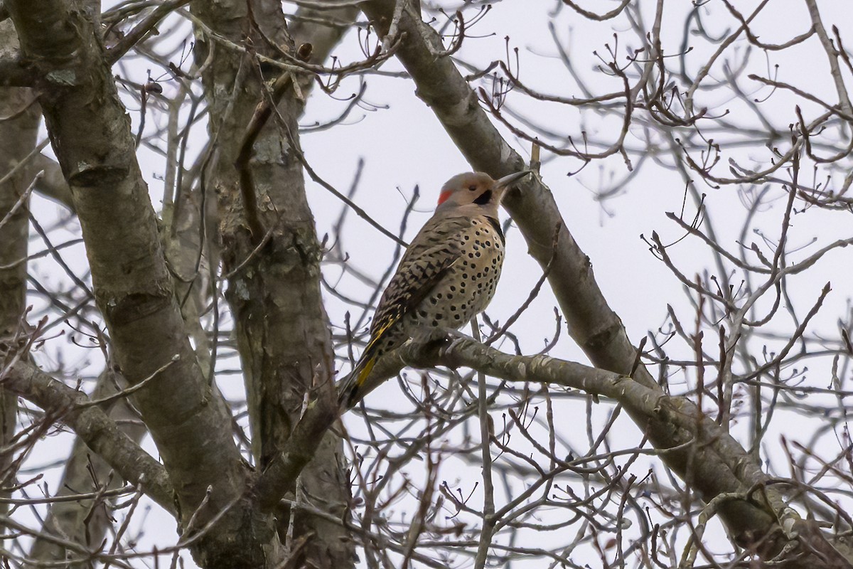 Northern Flicker - ML645120341
