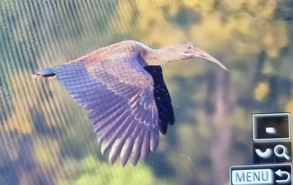 Hadada Ibis - ML645120355