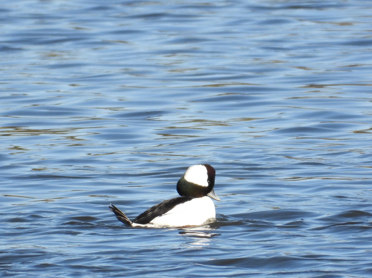 Bufflehead - ML645120361