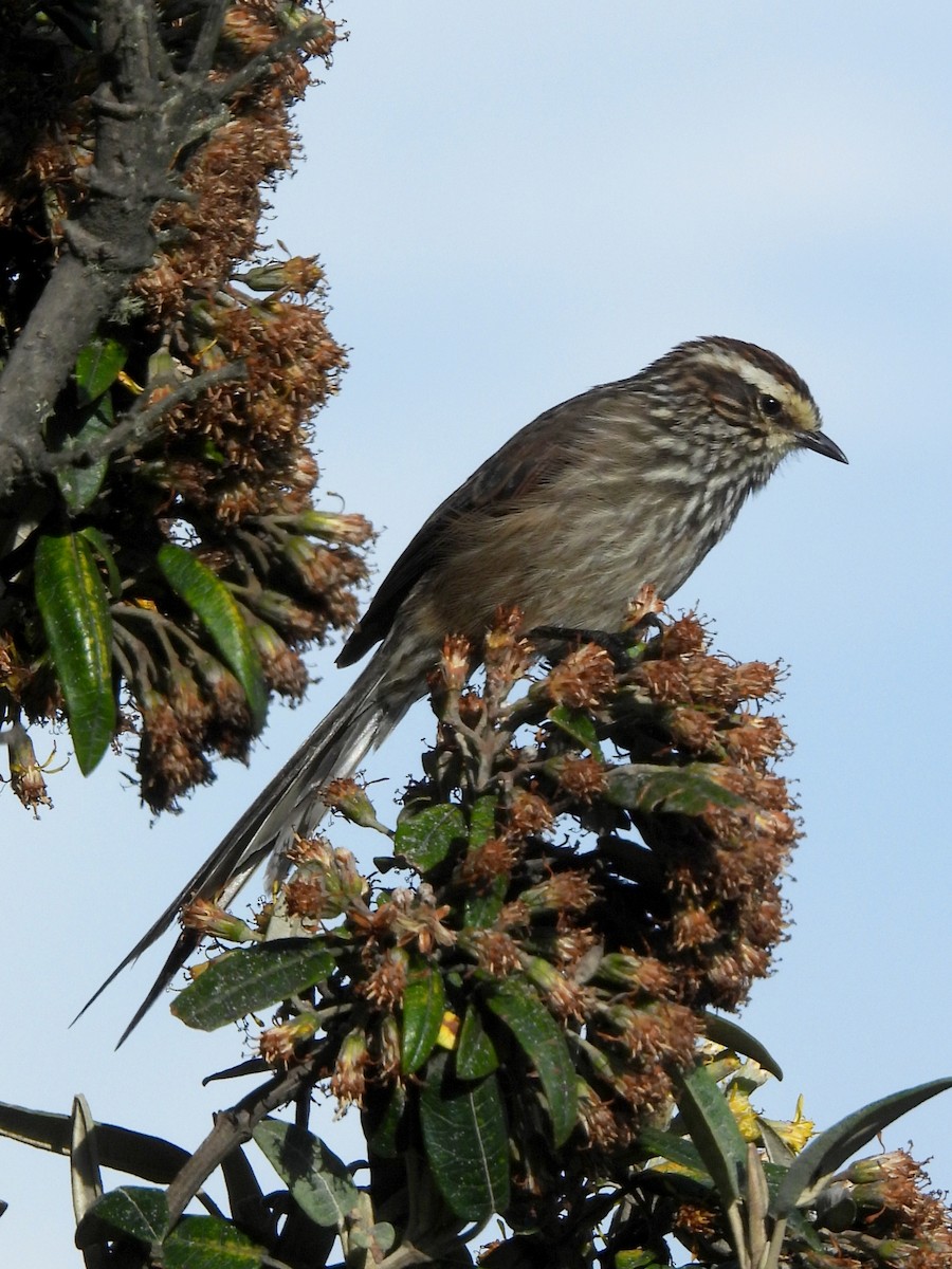 Andean Tit-Spinetail - ML645120364