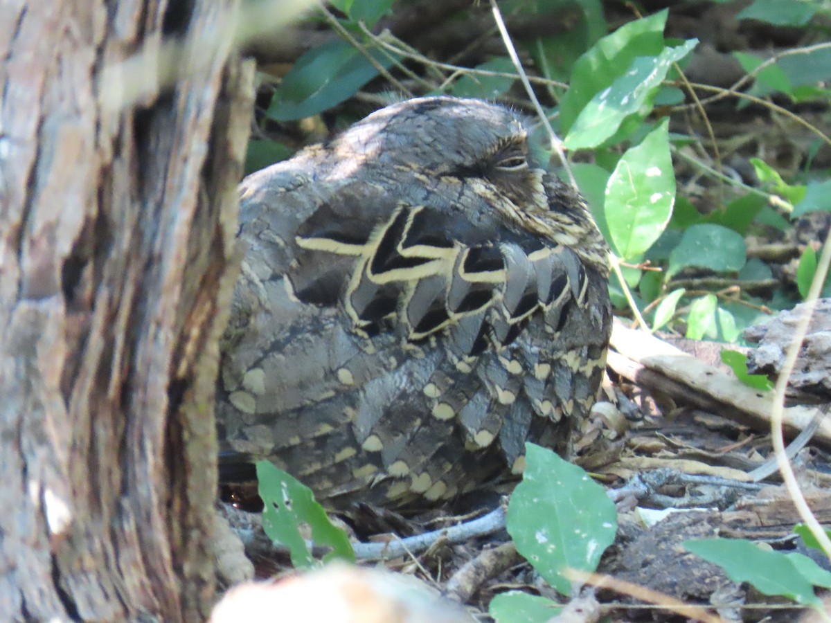 pauraquenattravn - ML645120370