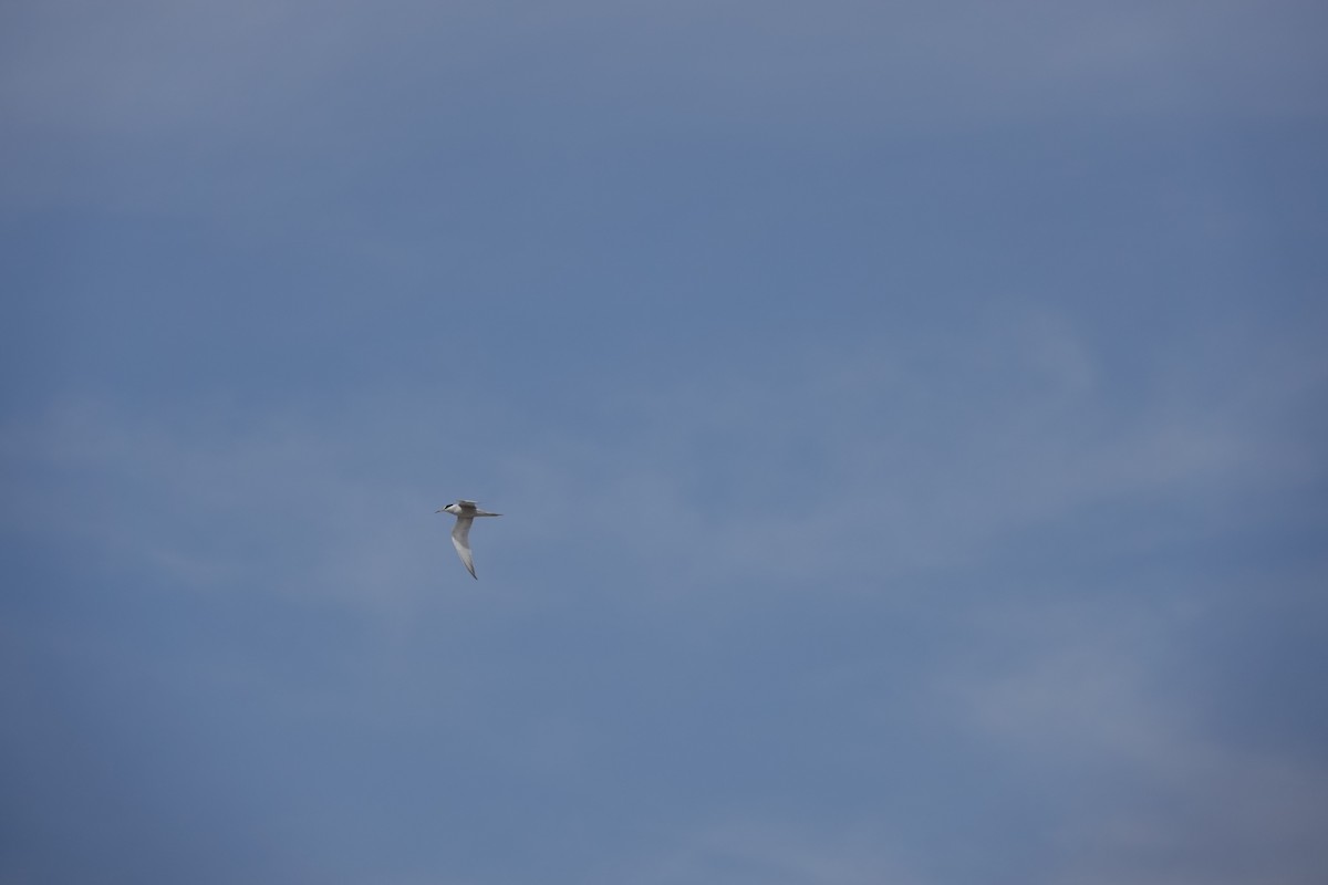 Peruvian Tern - ML645120374