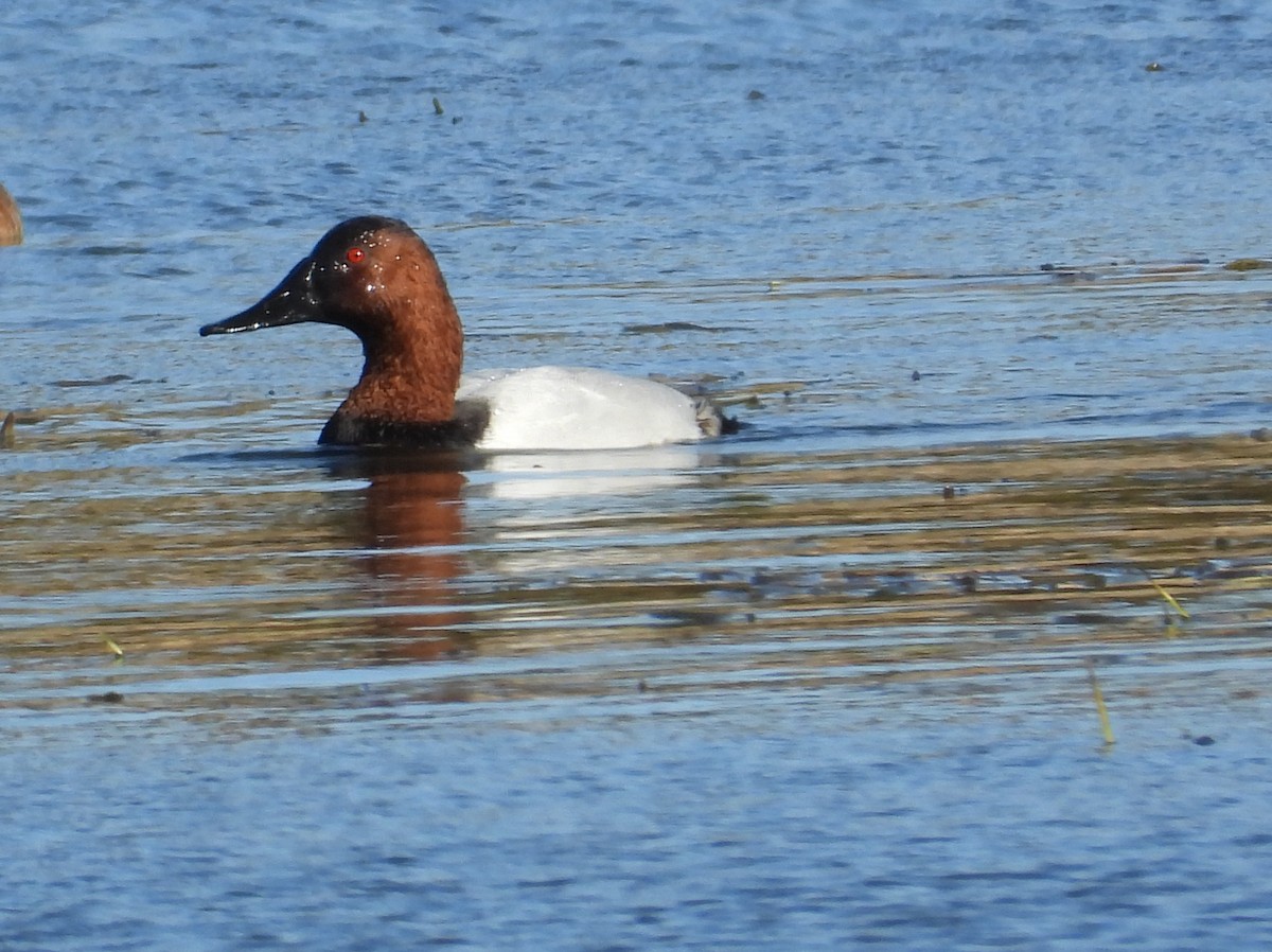 Canvasback - ML645120387