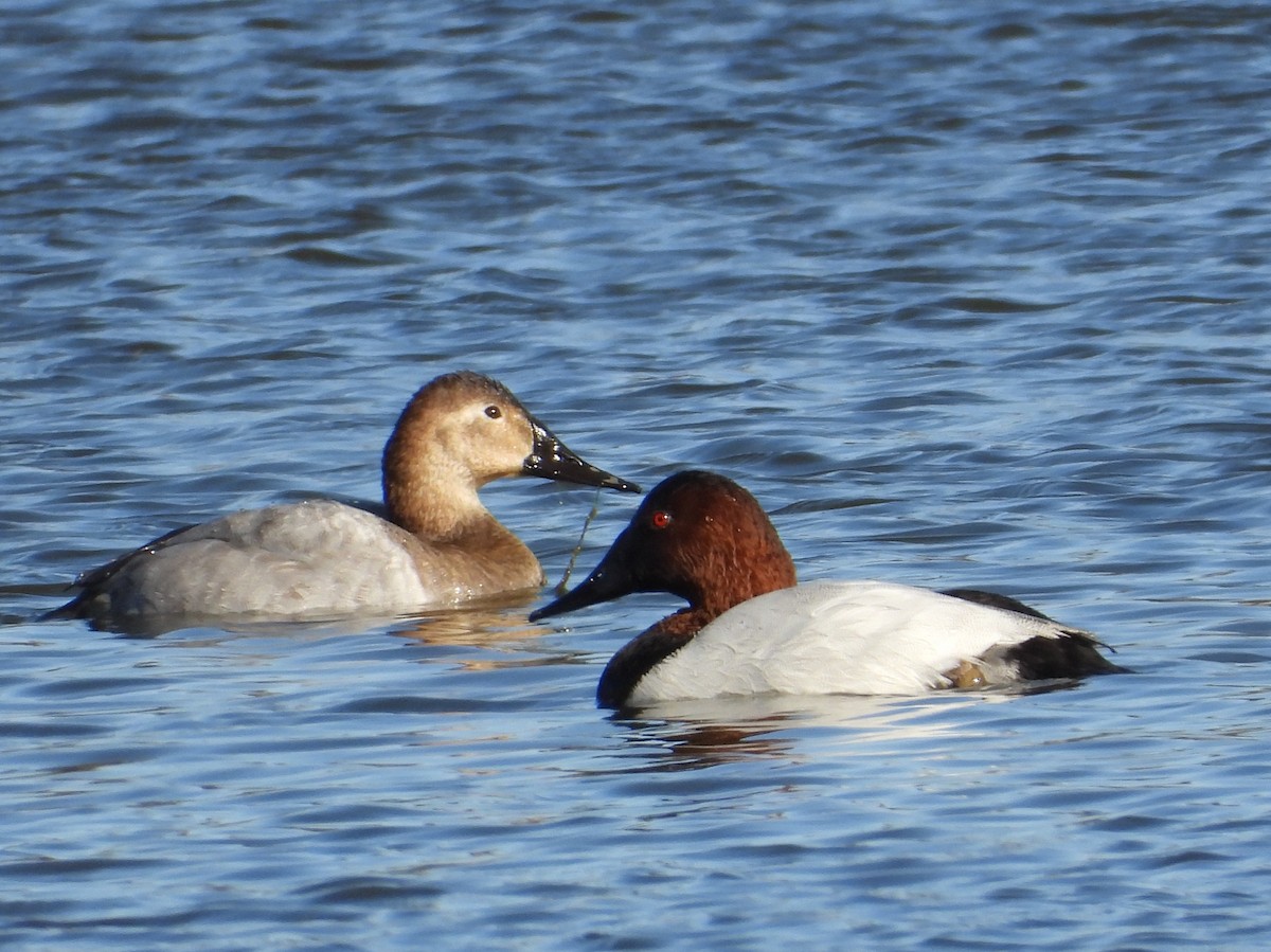 Canvasback - ML645120389