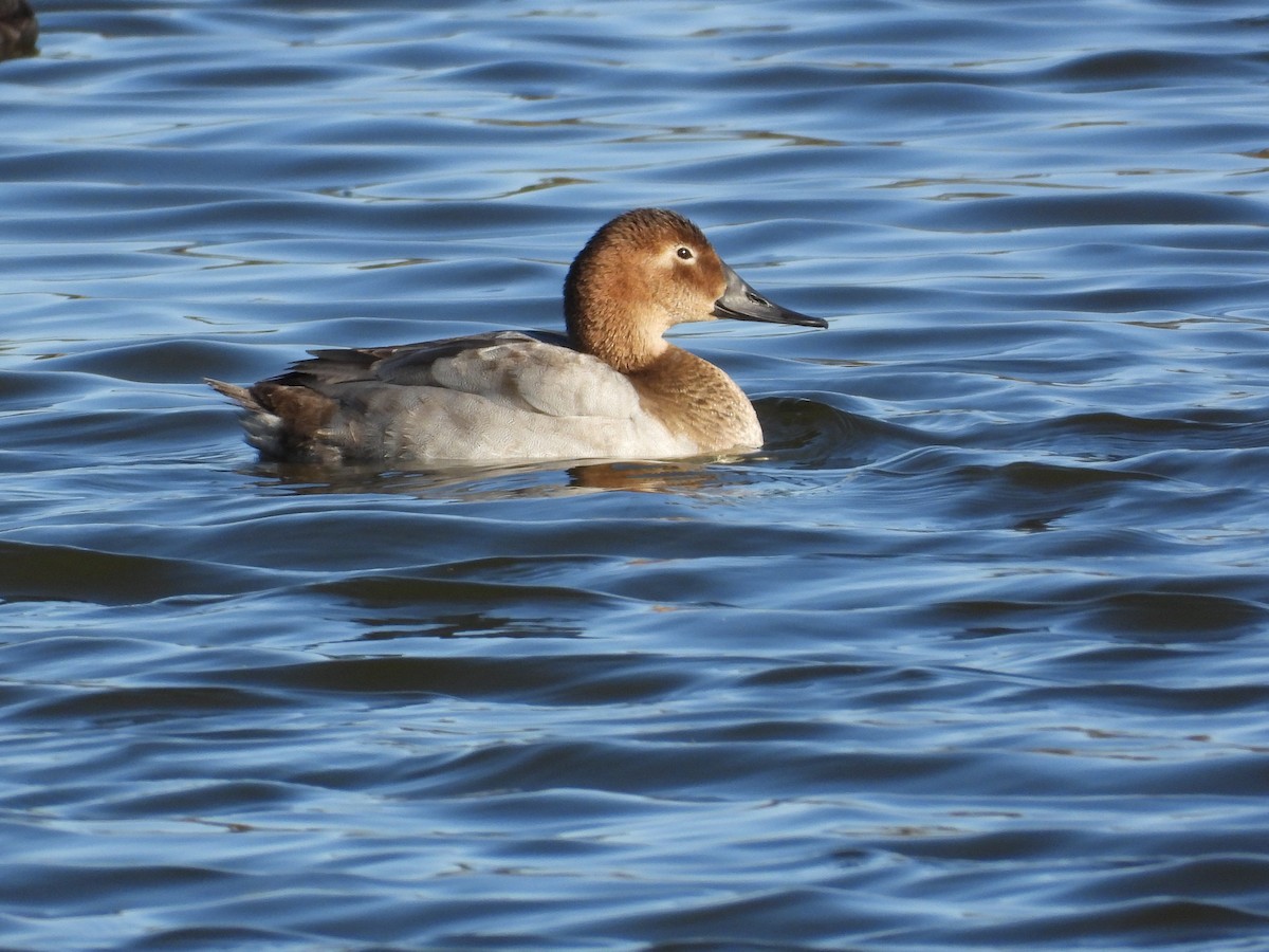 Canvasback - ML645120390