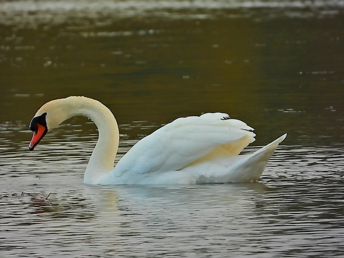 Лебідь-шипун - ML645120400