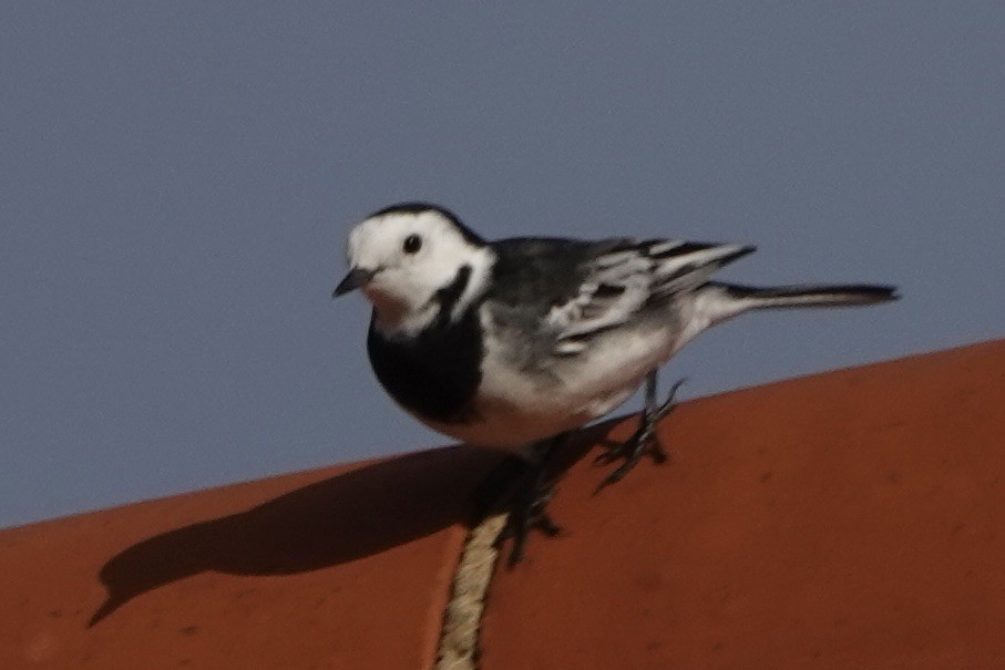 Lavandera Blanca - ML645120401