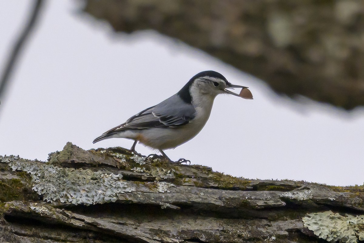 White-breasted Nuthatch - ML645120410
