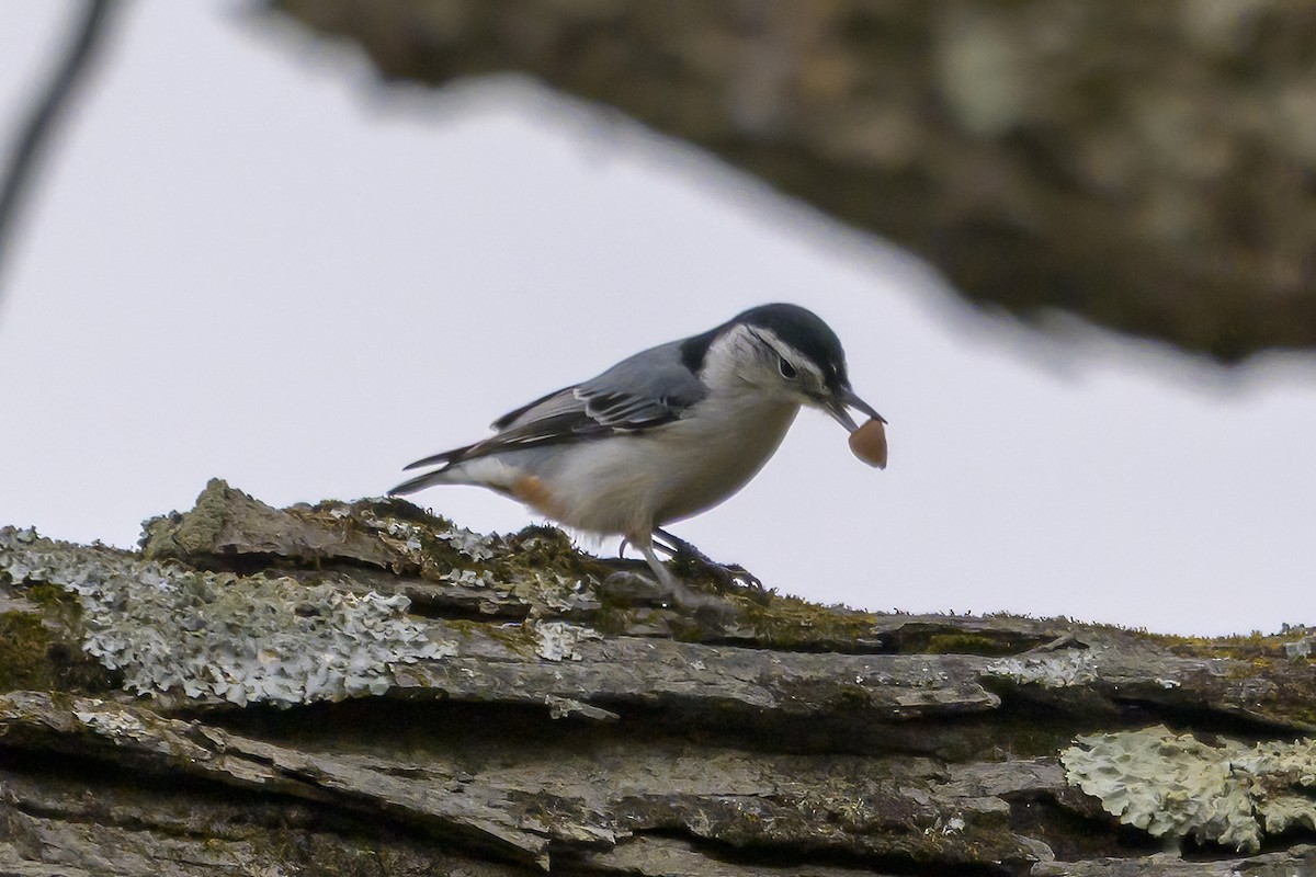 White-breasted Nuthatch - ML645120411